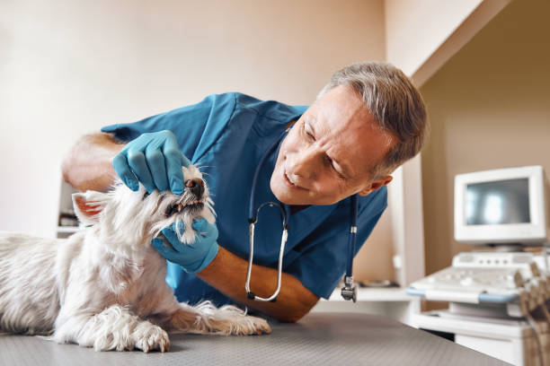 Best Mobile Emergency Dentist in Lomita, CA